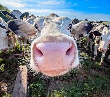 Kärcher Aktion Farmer